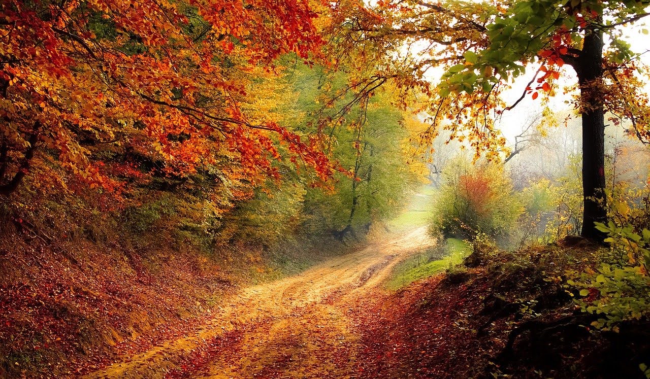 Peux-tu voir les forêts pousser ? 🌳